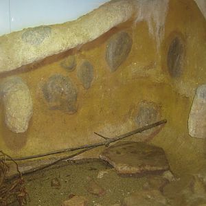 Terrariet Vissenbjerg - Black-and-white tegu exhibit