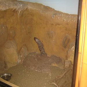 Terrariet Vissenbjerg - Beaded lizard exhibit