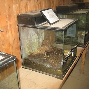 Terrariet Vissenbjerg - Tarantula exhibits