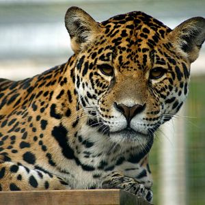 Jaguar