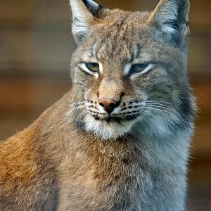 Central Asian Lynx