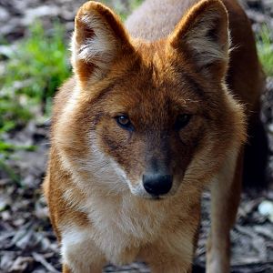 Asian Dhole