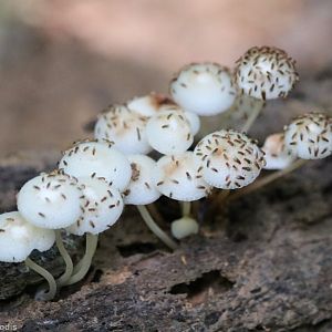 Mushrooms with Odd Flies - Taman Negara