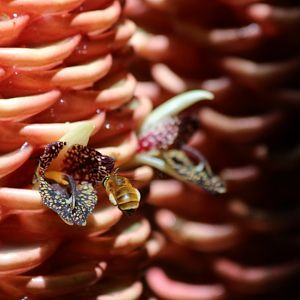 Ginger Flower and Airborne Bee - Taman Negara