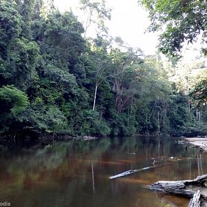River - Taman Negara