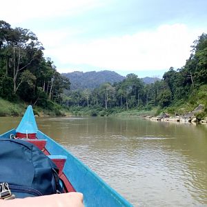 Boat Into the Forest - Taman Negara