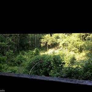 Salt Lick and Rainforest Clearing at Kumbang Hide - Taman Negara
