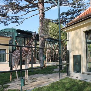 Giraffe Enclosure