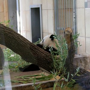 Giant Panda
