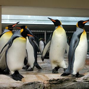 King Penguins