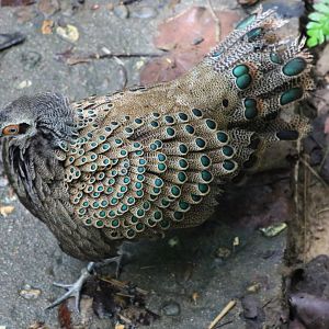 Male Malayan Peacock Pheasant Preparing to Display - Taman Negara