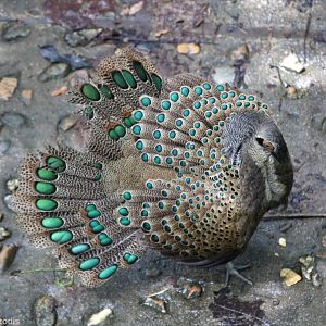Male Malayan Peacock Pheasant in Full Display - Taman Negara