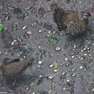 Male Peacock Pheasant Displaying to Female - Taman Negara