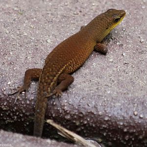 Lizard Species - Taman Negara