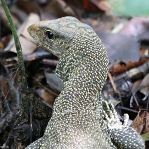 Clouded Monitor - Taman Negara