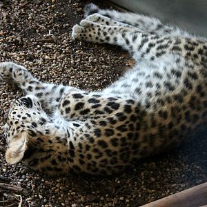 Amur Leopard Cub