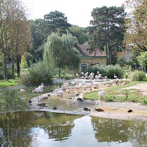Flamingo Enclosure