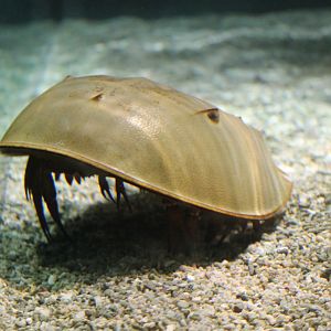Horseshoe Crab