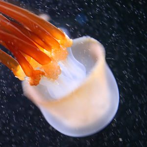 Jellyfish