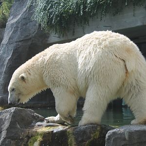 Polar Bear