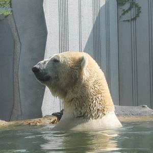 Polar Bear