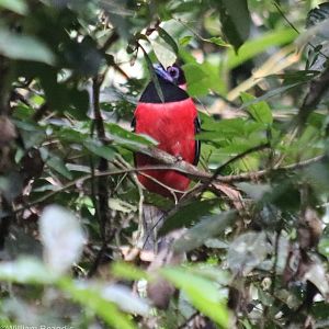 Diard's Trogon - Taman Negara