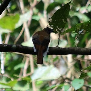 Red-naped Trogon - Taman Negara