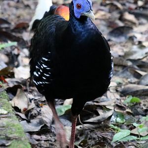 Malay Crested Fireback Male - Taman Negara