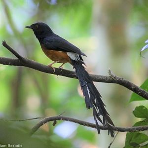 White-rumped Shama - Taman Negara