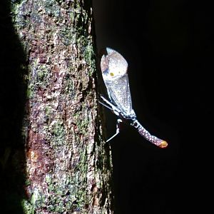 Some Kind of Insect - Taman Negara