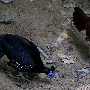 Malay Crested Fireback Pair - Taman Negara