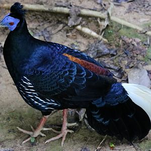 Malay Crested Fireback Male - Taman Negara