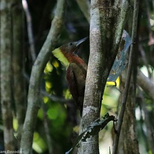 Checker-throated Woodpecker - Taman Negara