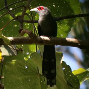 Black-bellied Malkoha - Taman Negara