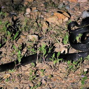 Unidentified Black Snake Species (at night) - Taman Negara