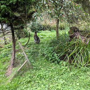 Bennett's Wallaby