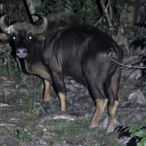 Gaur - Taman Negara