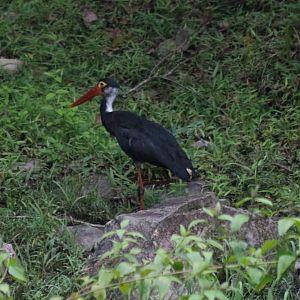 Storm's Stork - Taman Negara