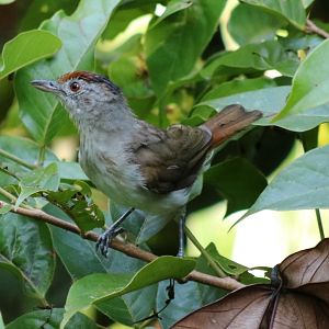 Rufous-crowned Babbler - Taman Negara