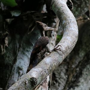 Orange-backed Woodpecker - Taman Negara