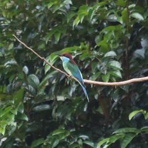 Blue-throated Bee-eater - Taman Negara
