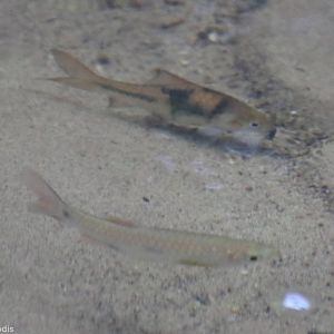 Barb Species - Taman Negara