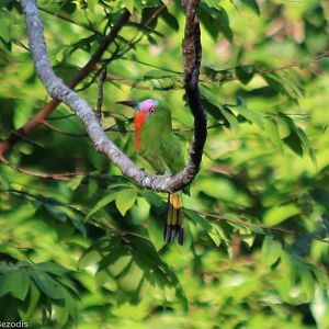 Red-bearded Bee-eater - Taman Negara