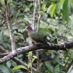 Grey-capped Emerald-dove - Taman Negara