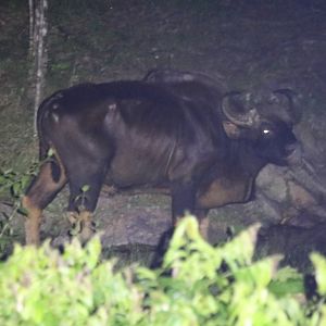 Gaur - Taman Negara