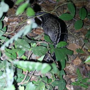 Malay Civet - Taman Negara