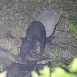 Wild Malayan Tapir - Taman Negara