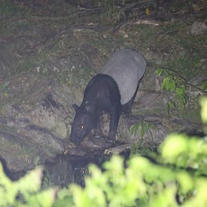 Wild Malayan Tapir - Taman Negara