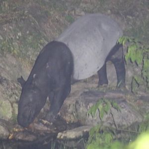 Wild Malayan Tapir - Taman Negara