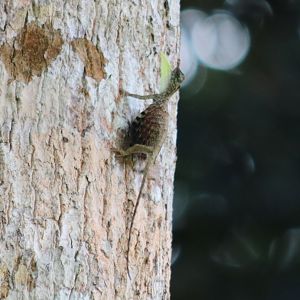 Draco sp. - Taman Negara